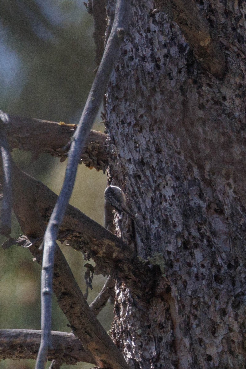 Brown Creeper - ML623497105