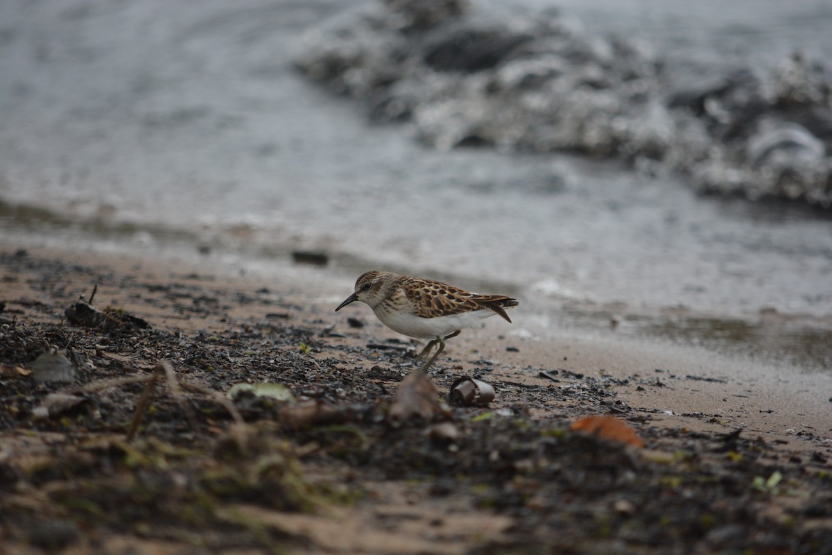 Least Sandpiper - ML623497115