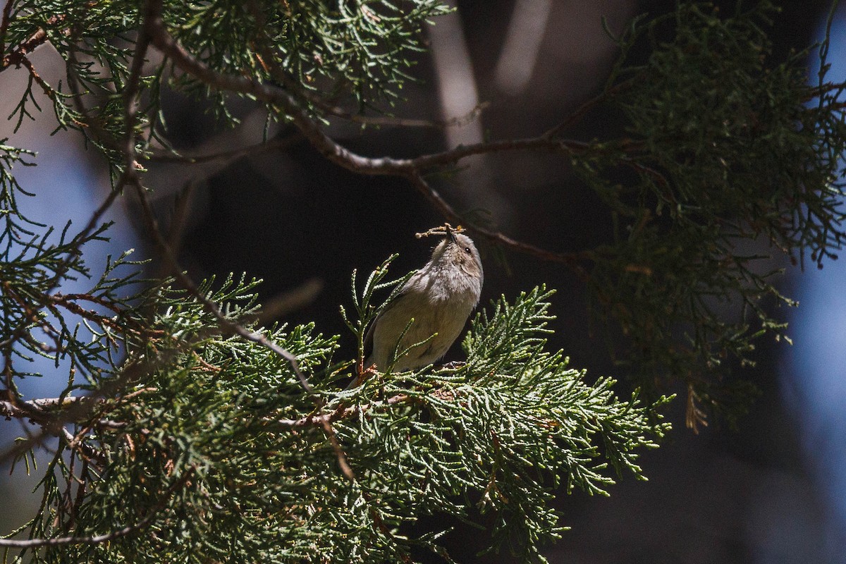 Bushtit - Kenny Younger