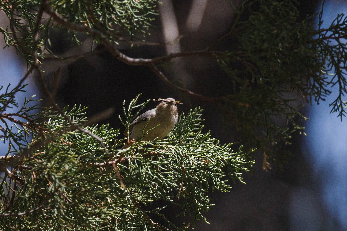 Bushtit - ML623497117