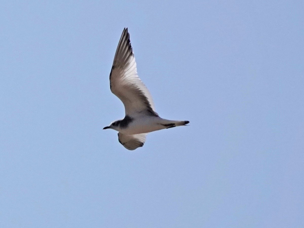 Sabine's Gull - ML623497129