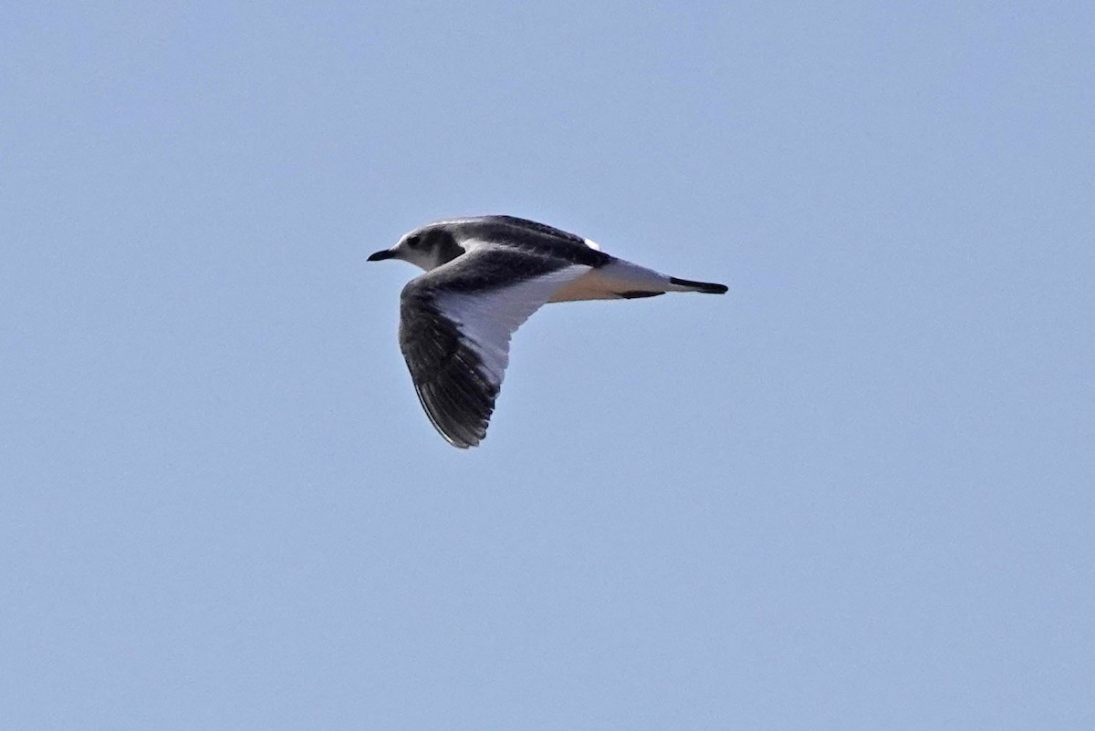 Sabine's Gull - ML623497130