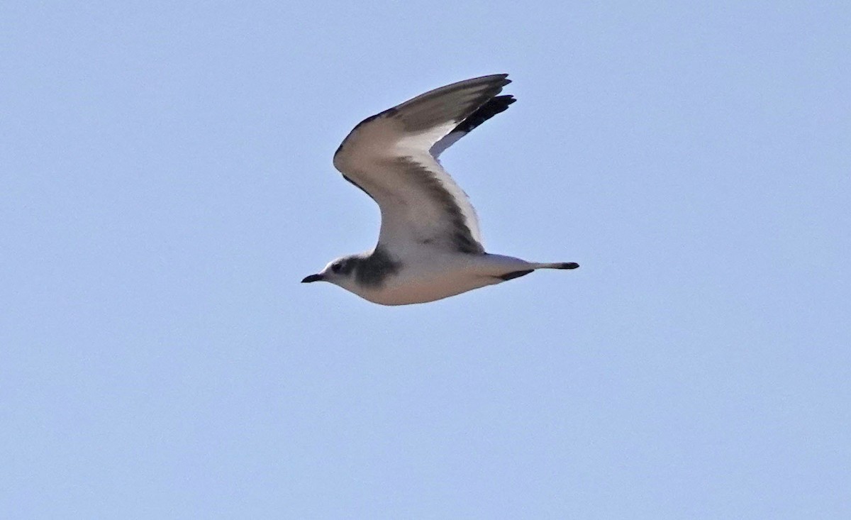 Sabine's Gull - ML623497131