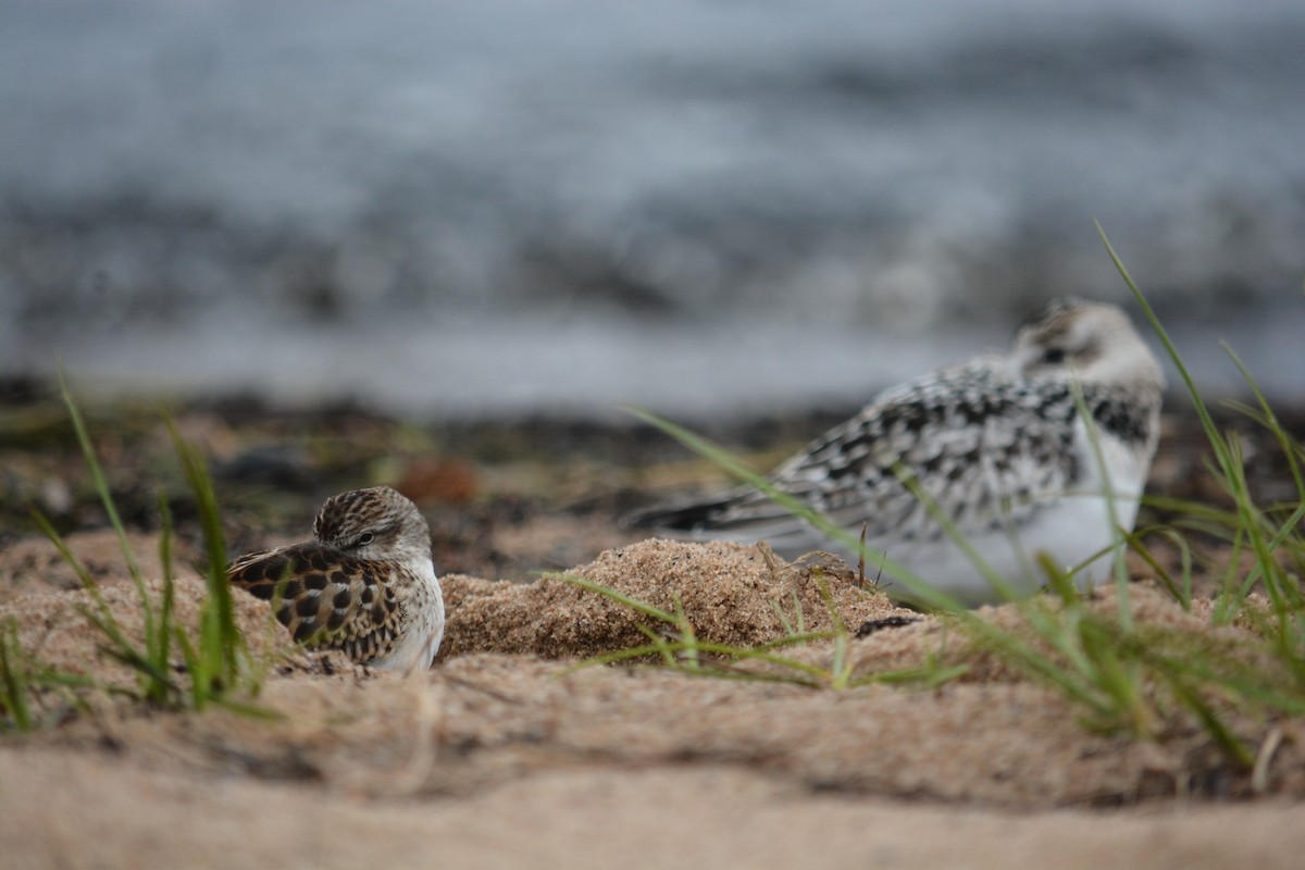 Least Sandpiper - ML623497132