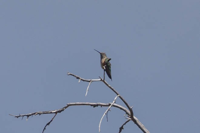 Broad-tailed Hummingbird - ML623497137