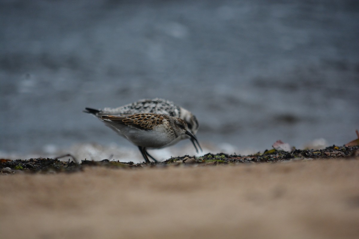 Least Sandpiper - ML623497153