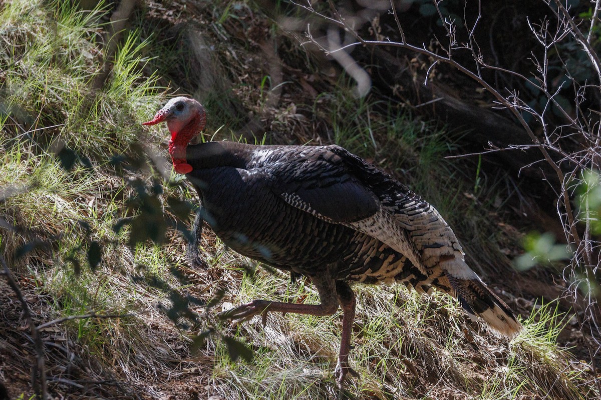 Wild Turkey - ML623497155