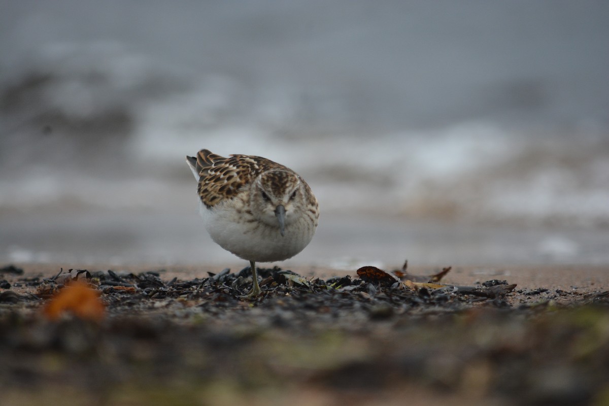 Least Sandpiper - ML623497184