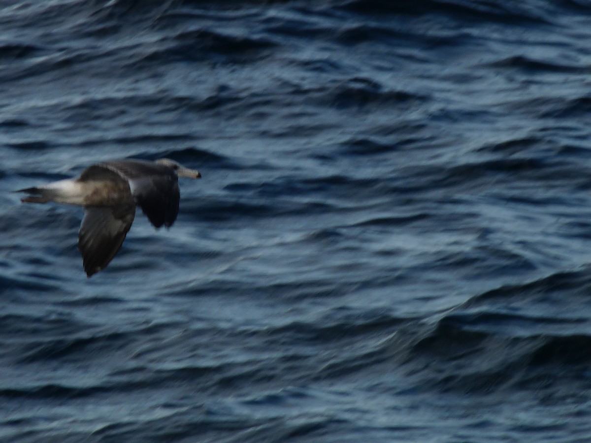 Herring Gull (American) - ML623497187