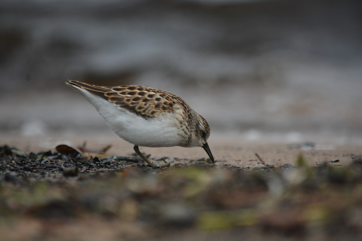 Least Sandpiper - ML623497194