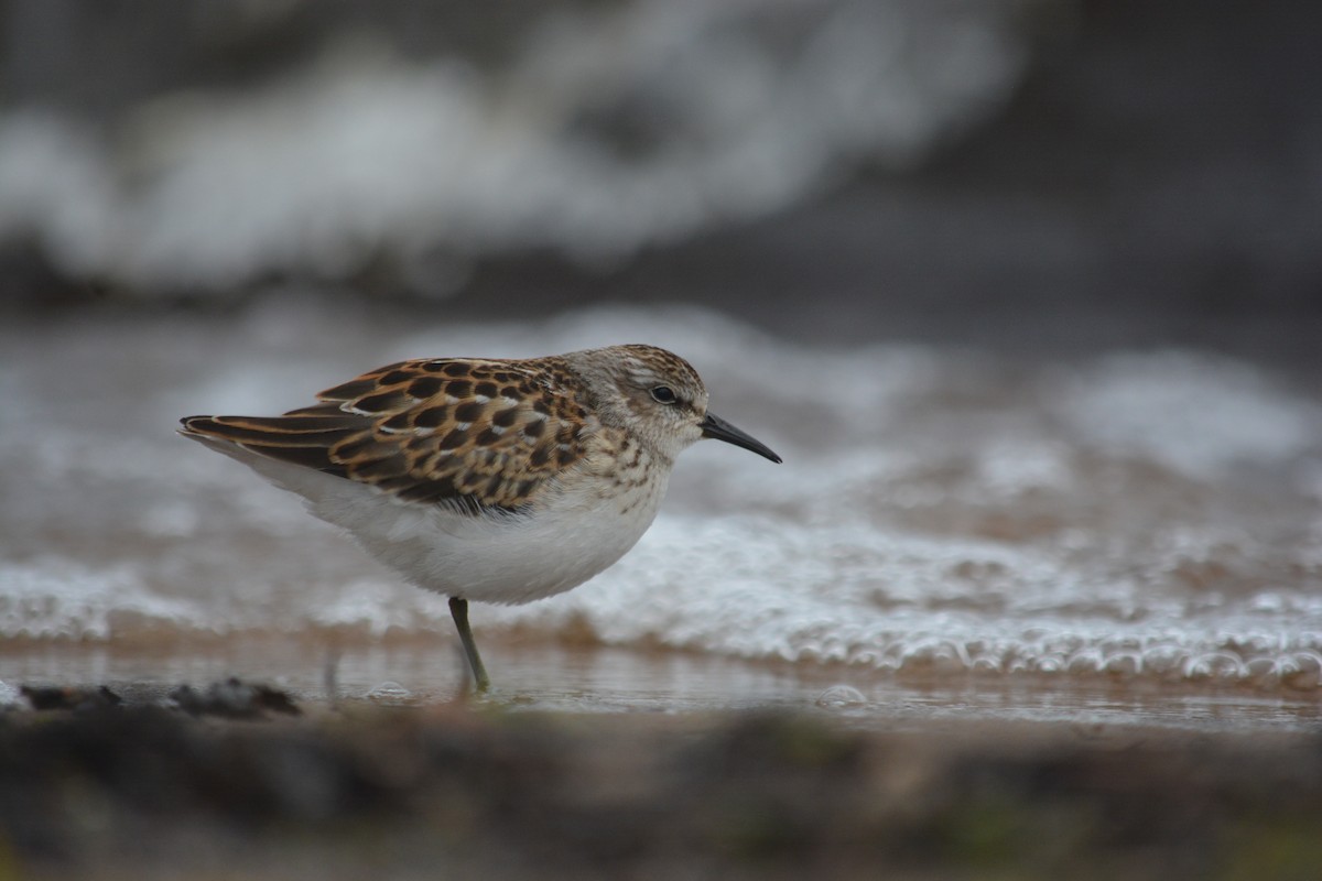 Least Sandpiper - ML623497200