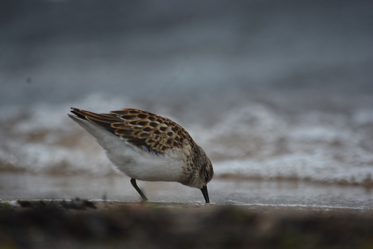 Least Sandpiper - ML623497206