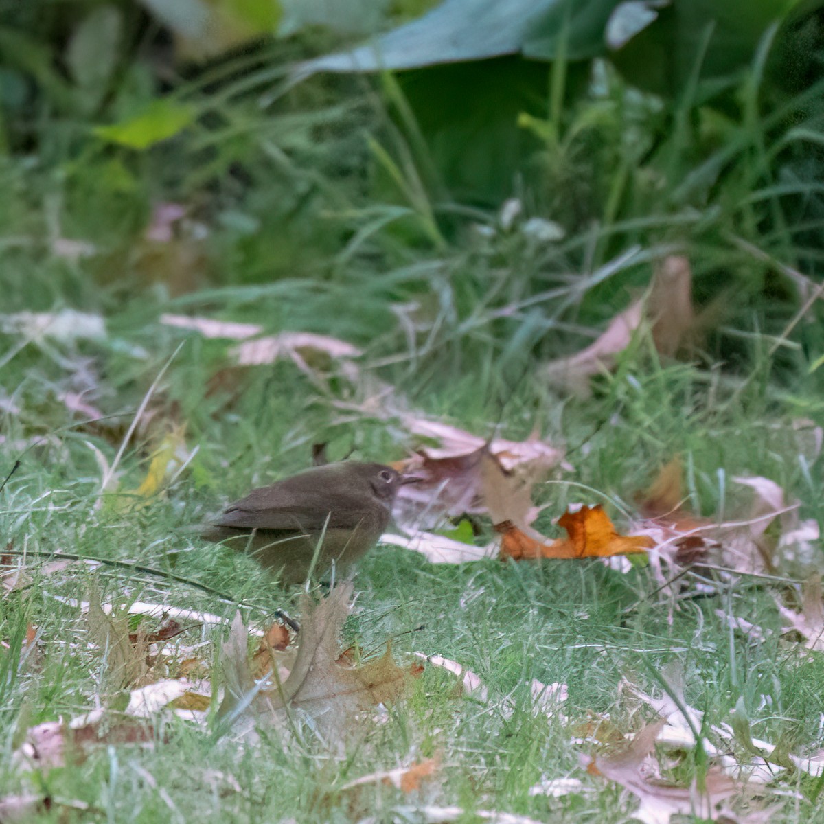 Connecticut Warbler - ML623497214