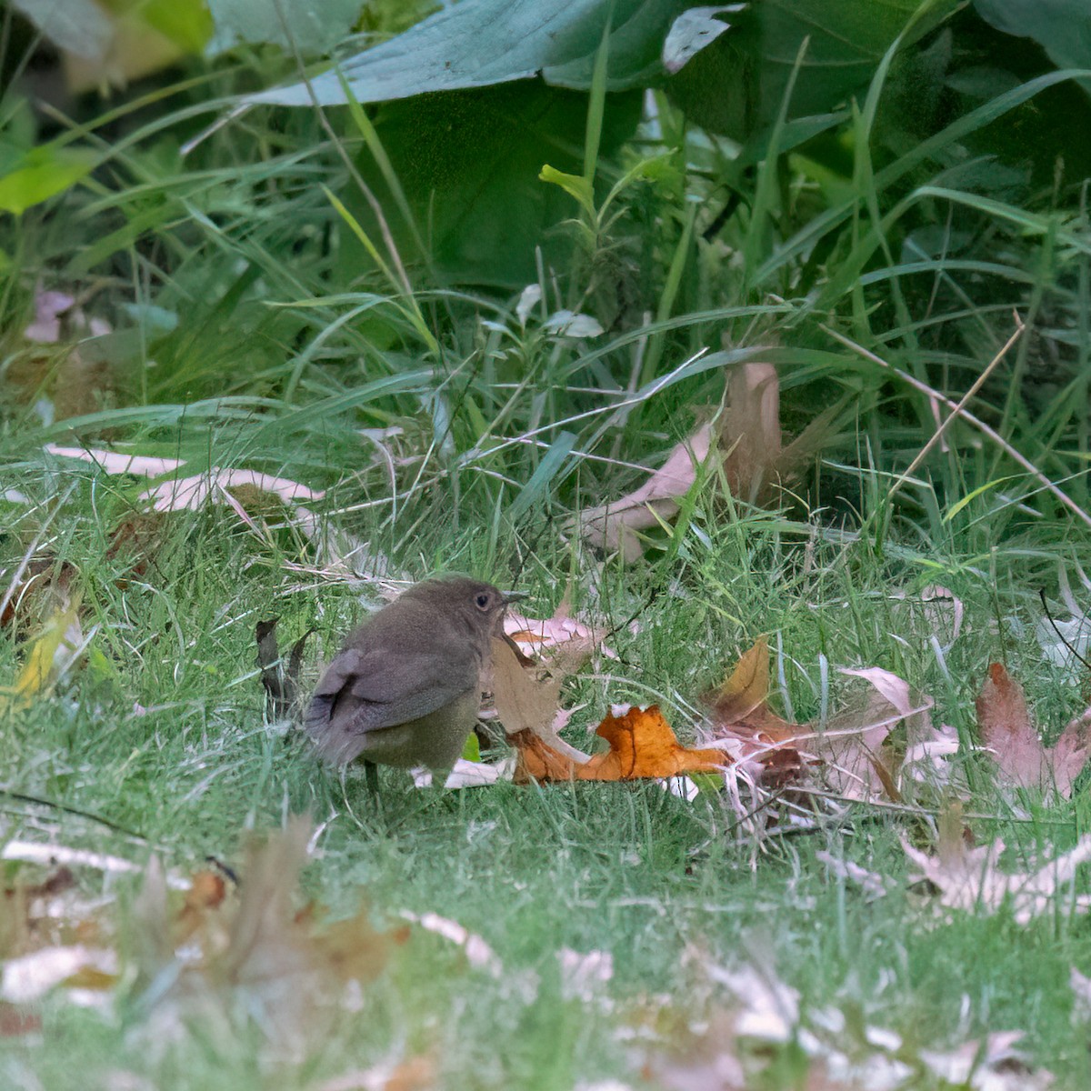 Connecticut Warbler - ML623497215