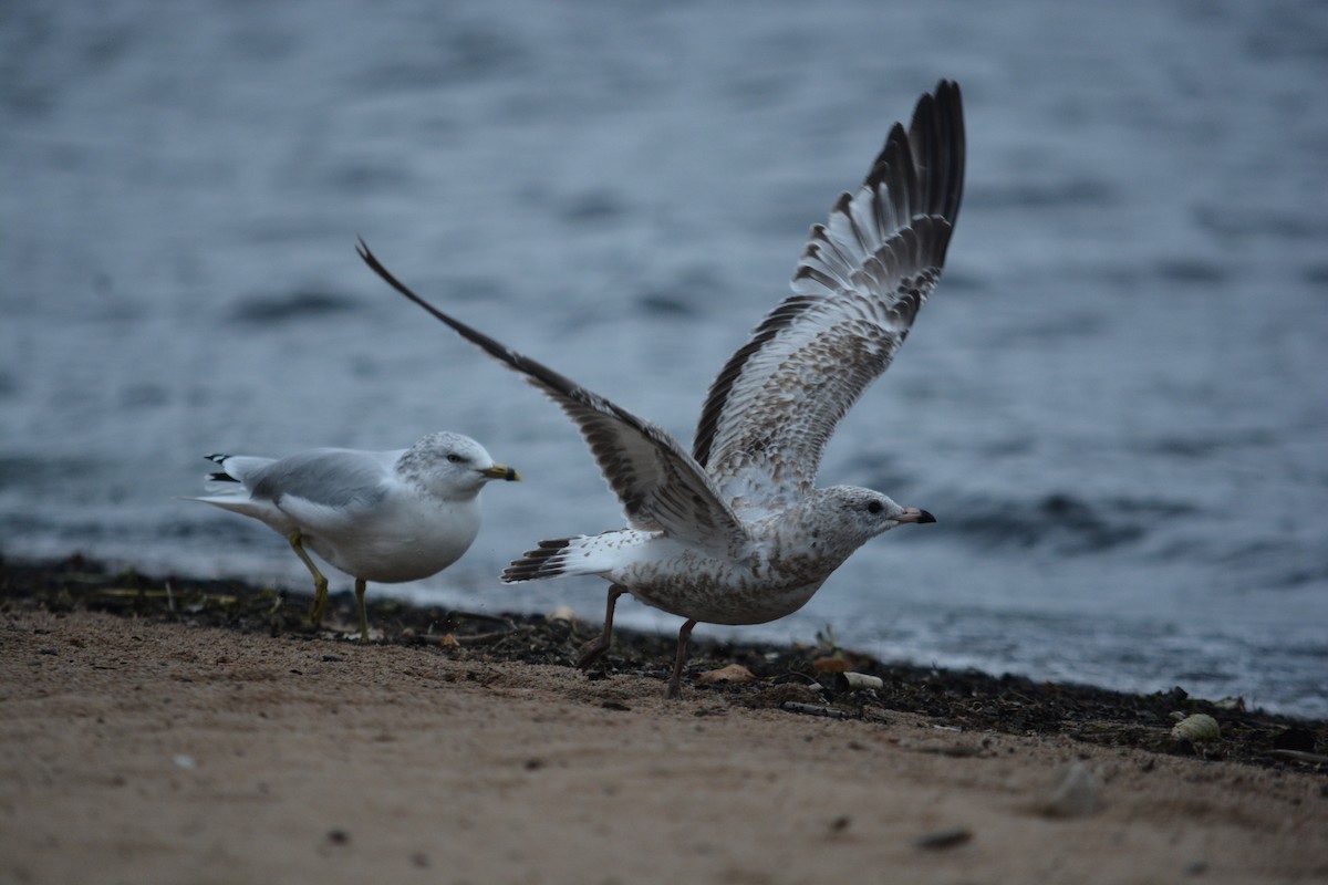 Ring-billed Gull - ML623497219