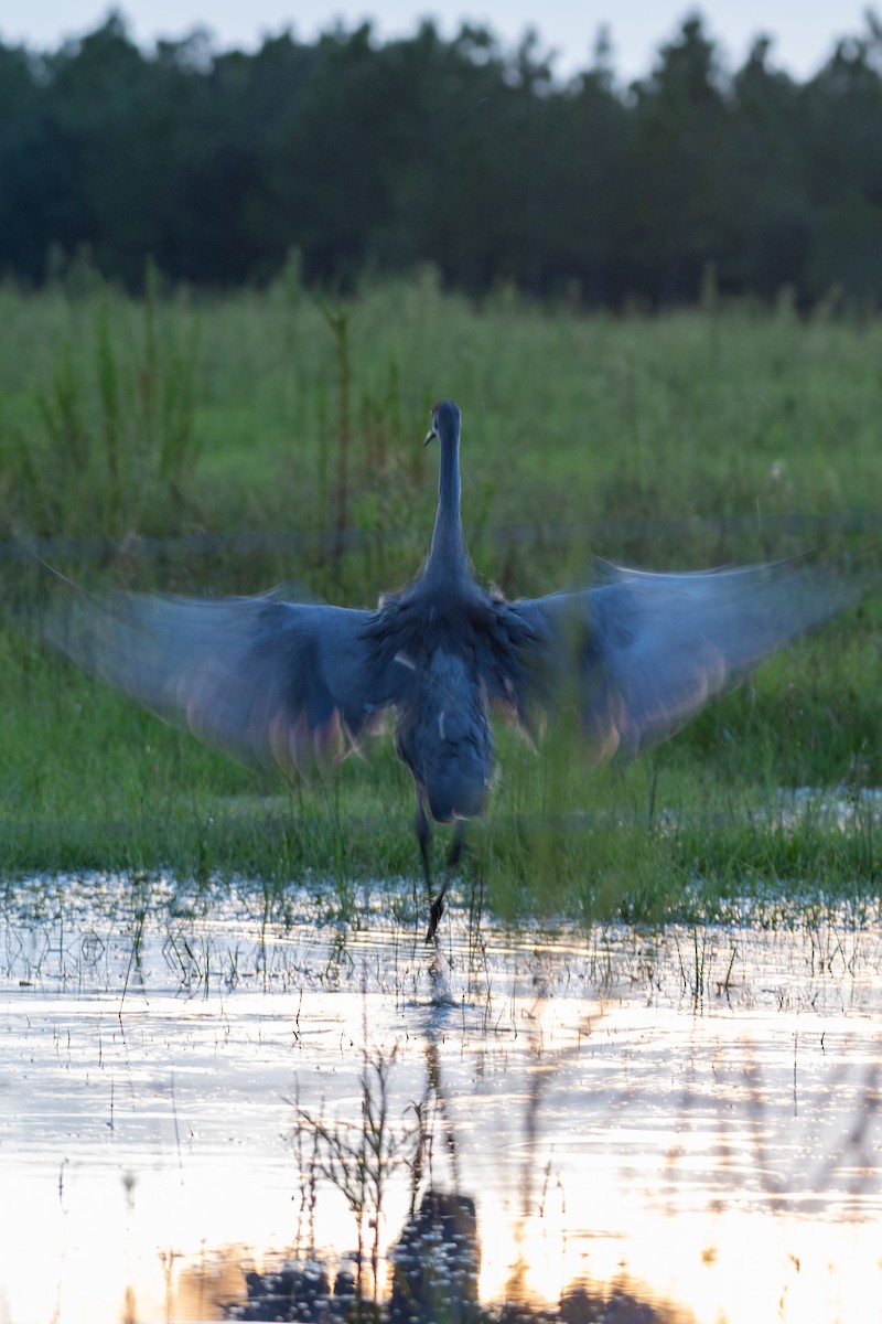 Sandhill Crane (pratensis) - ML623497225