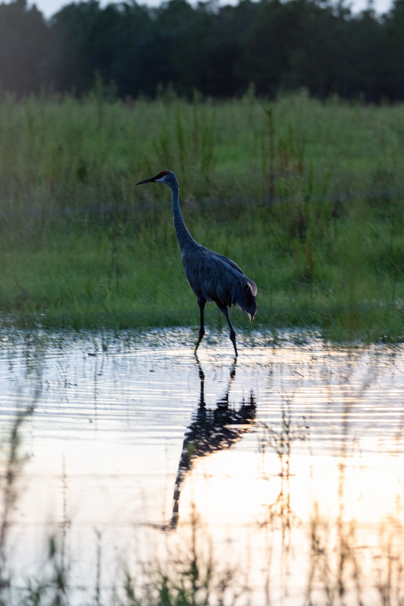 Sandhill Crane (pratensis) - ML623497226