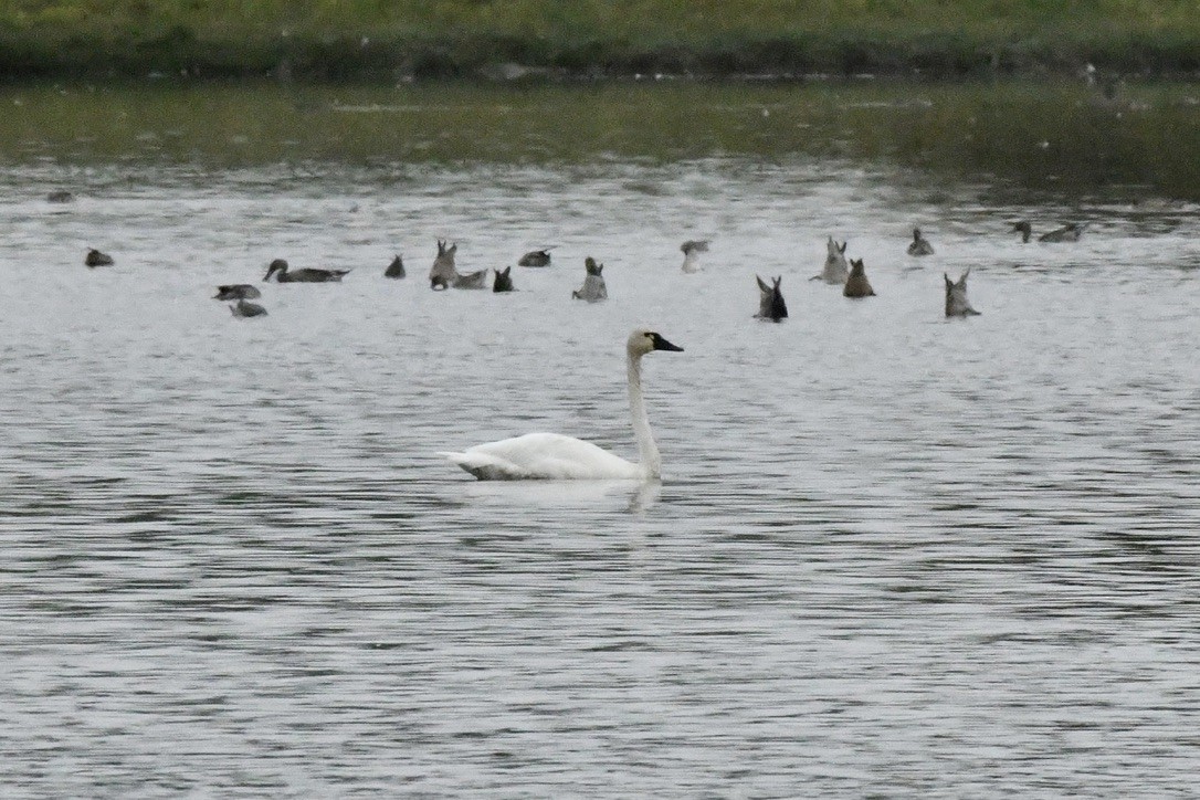 Tundra Swan - ML623497237