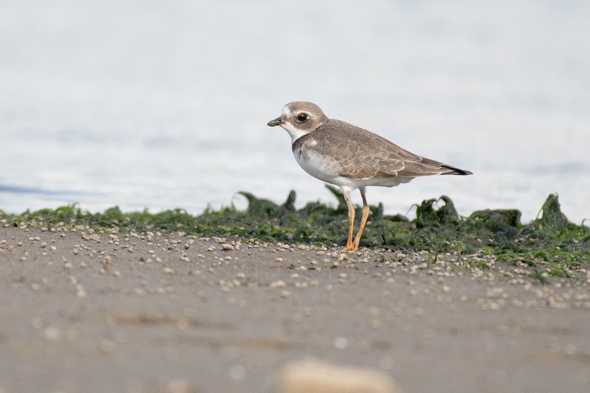 Semipalmated Plover - ML623497246