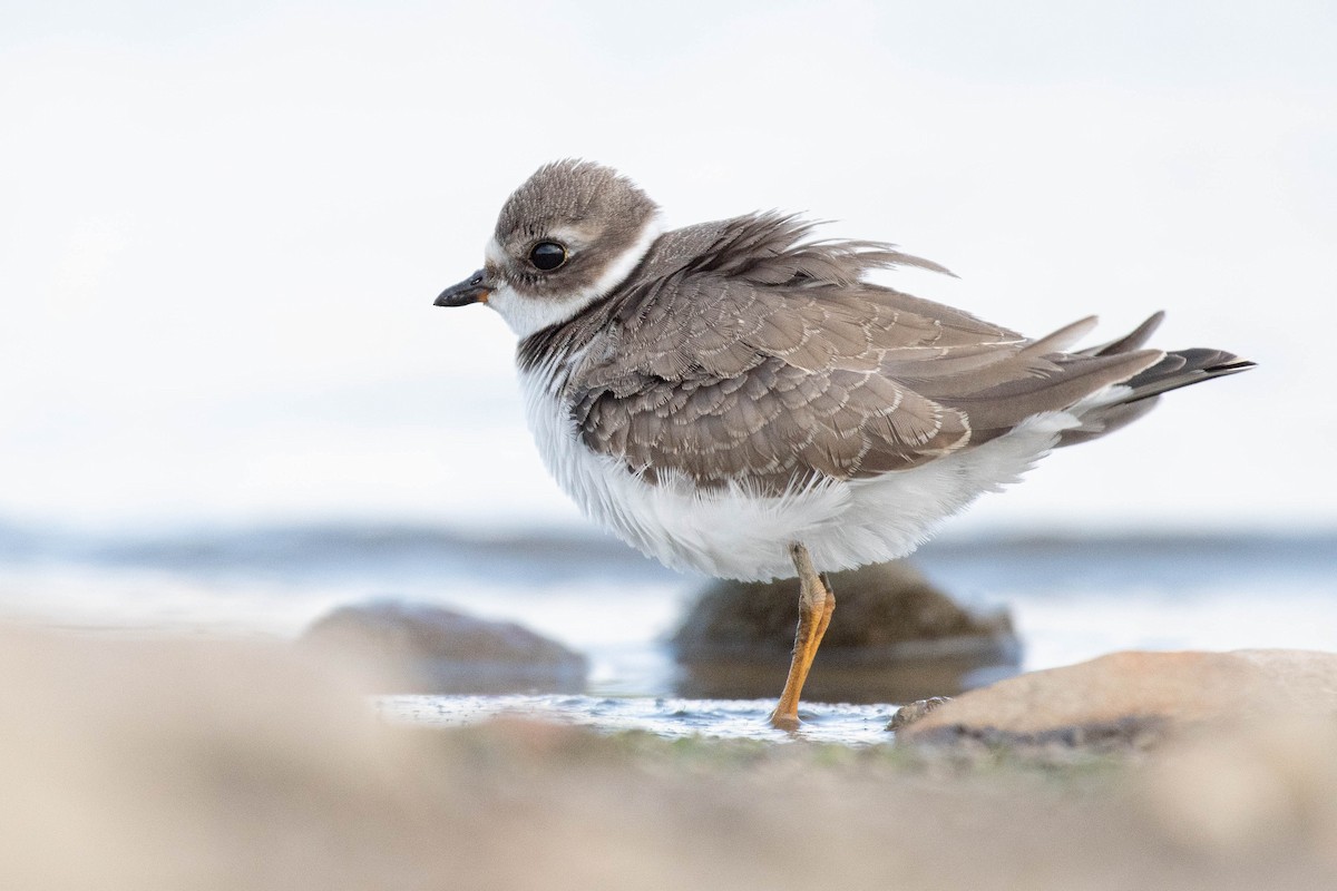 Semipalmated Plover - ML623497247