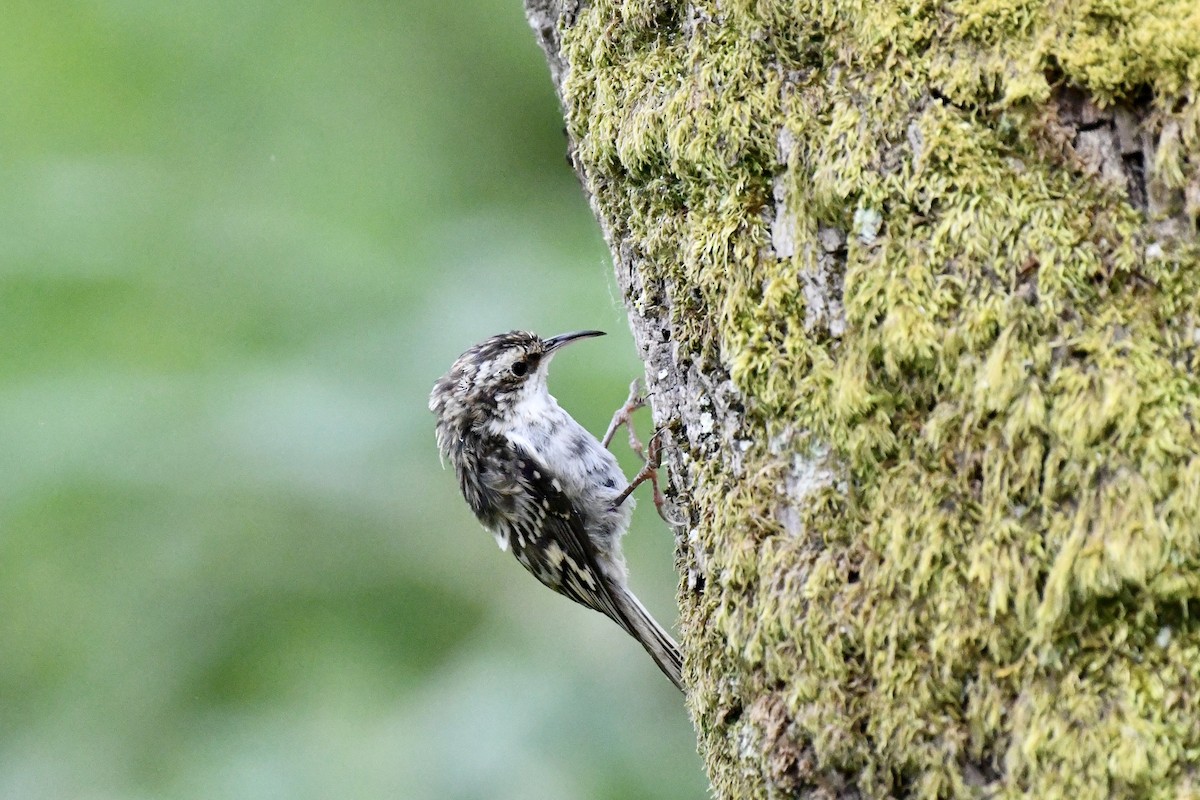 Brown Creeper - ML623497250