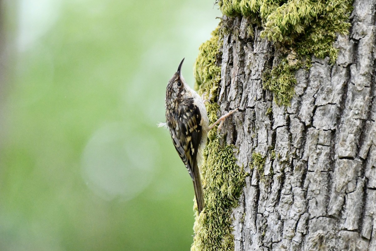 Brown Creeper - ML623497251