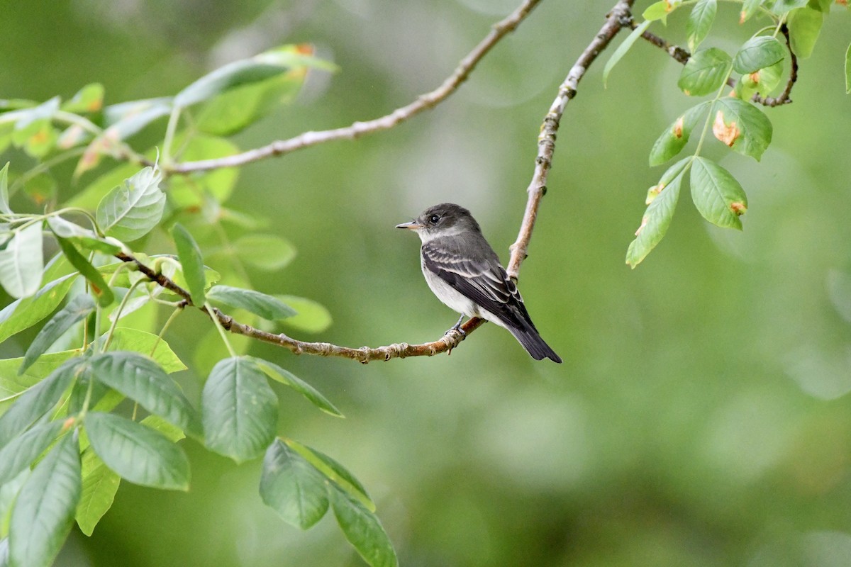 Western Wood-Pewee - ML623497259