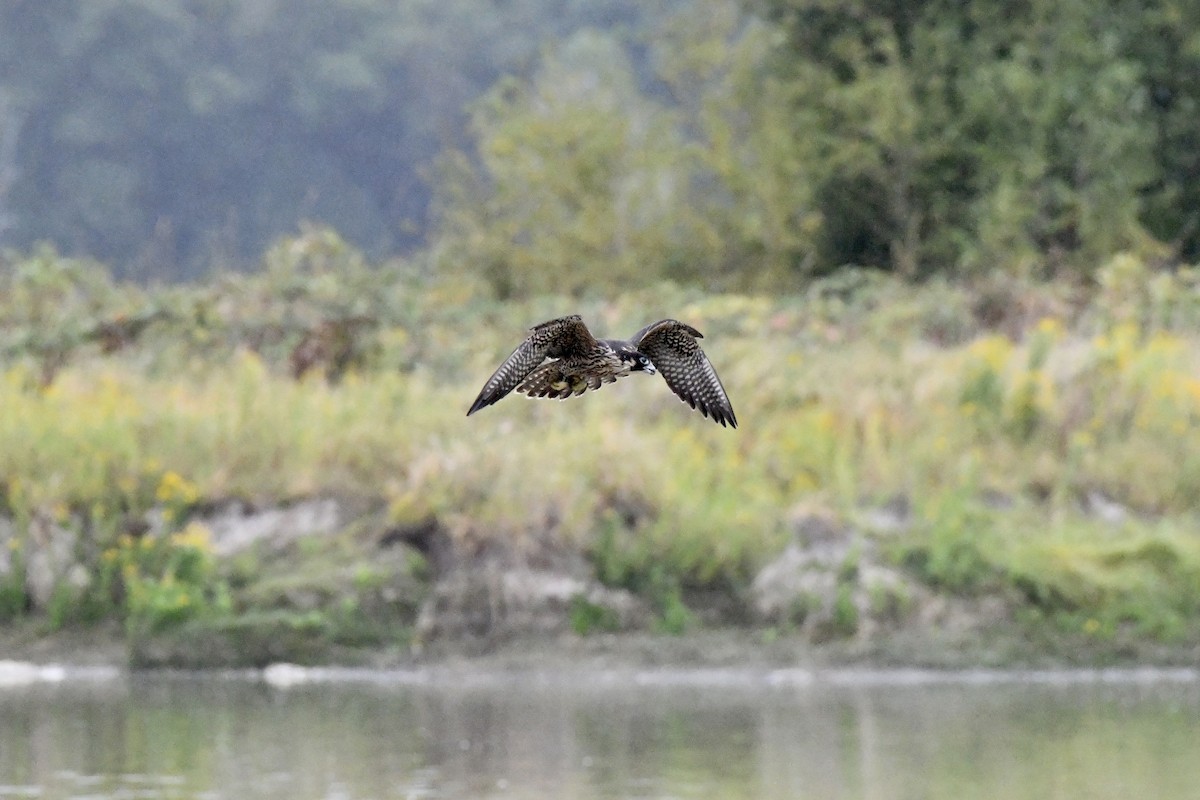 Peregrine Falcon - ML623497261