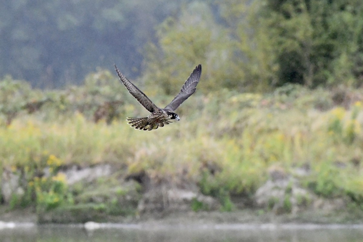 Peregrine Falcon - ML623497264