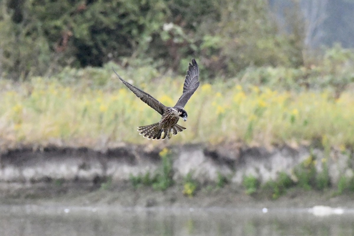 Peregrine Falcon - ML623497268