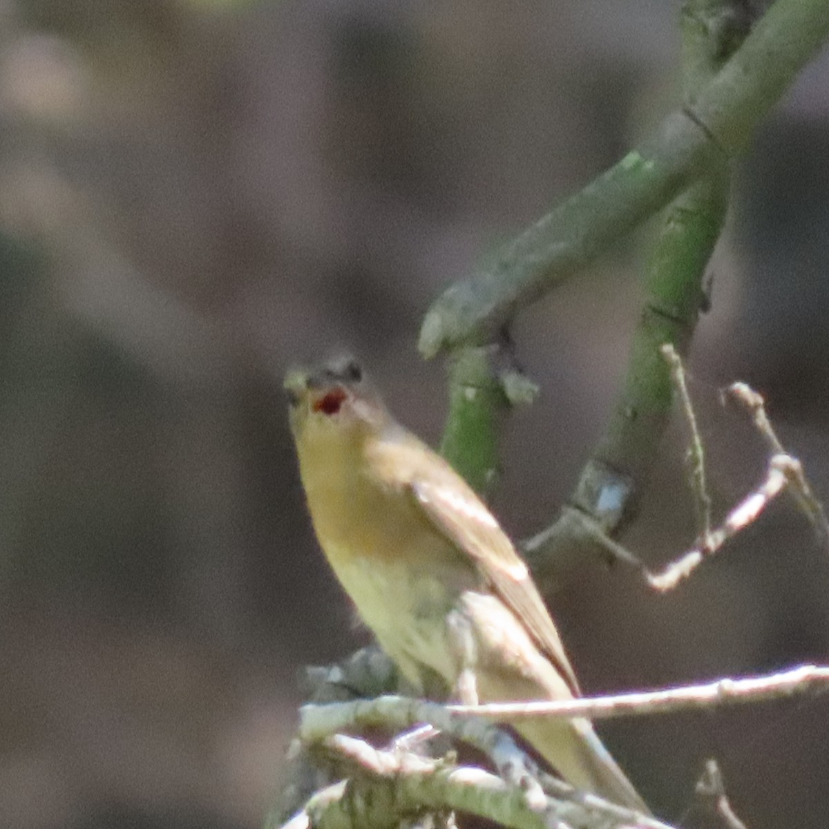 Lazuli Bunting - ML623497274