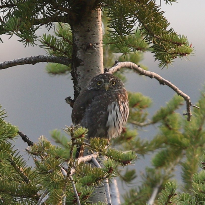 Northern Pygmy-Owl - Matthew Henderson