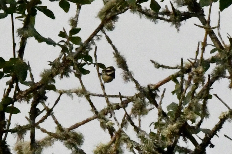 Black-throated Gray Warbler - ML623497323