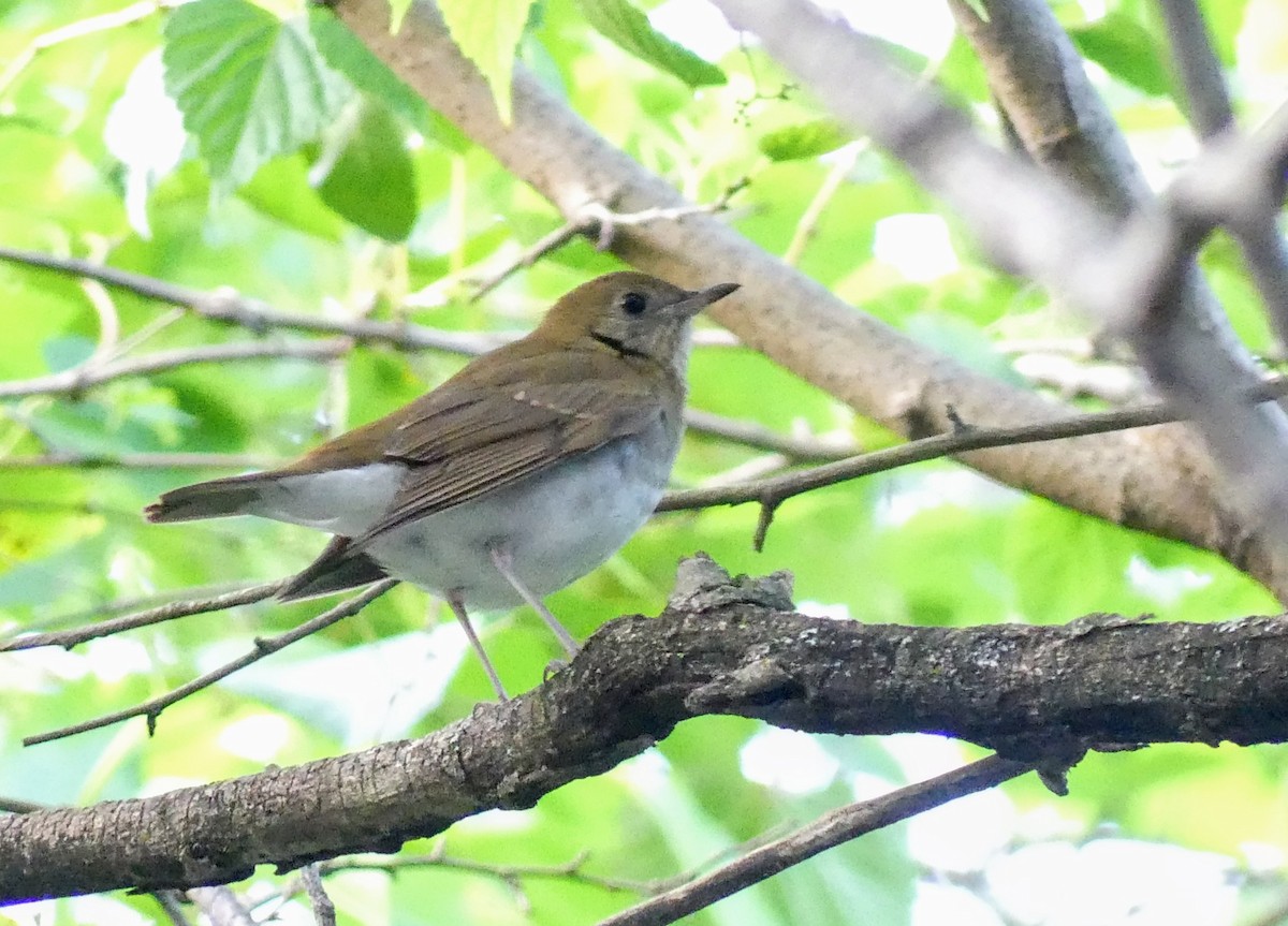 Veery - ML623497357