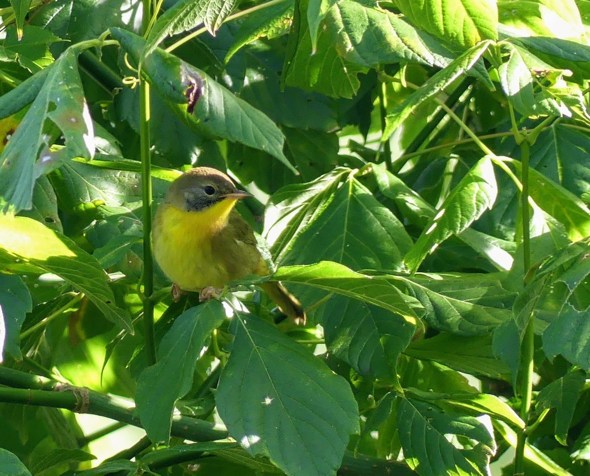 Common Yellowthroat - ML623497364