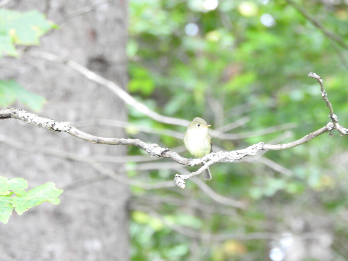 Yellow-bellied Flycatcher - ML623497369