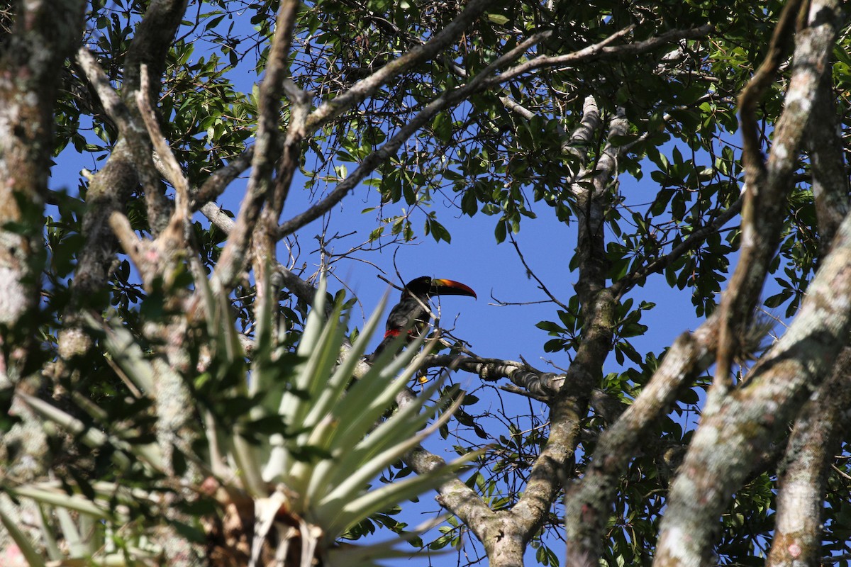 Fiery-billed Aracari - ML623497373