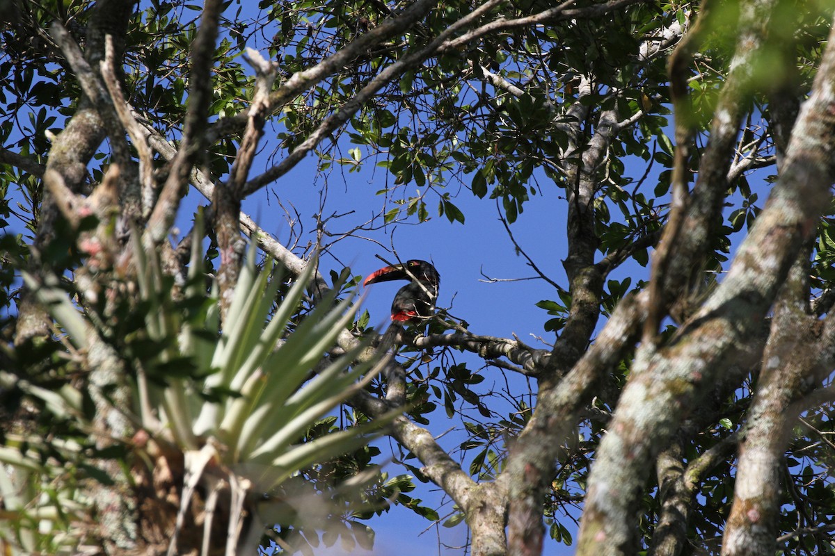 Fiery-billed Aracari - ML623497374