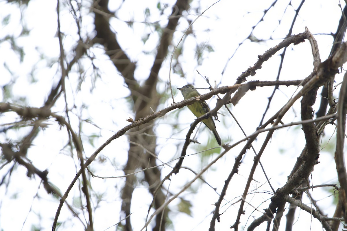 Hammond's Flycatcher - ML623497378