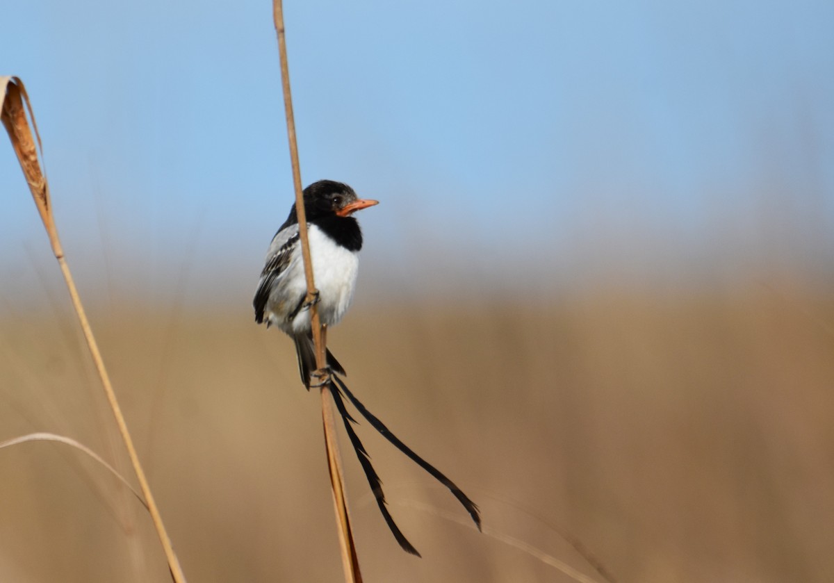 Strange-tailed Tyrant - ML623497410