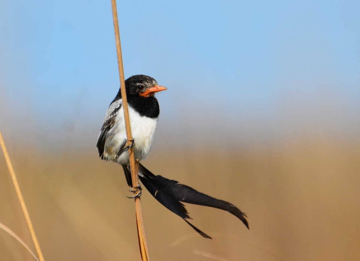 Strange-tailed Tyrant - ML623497411