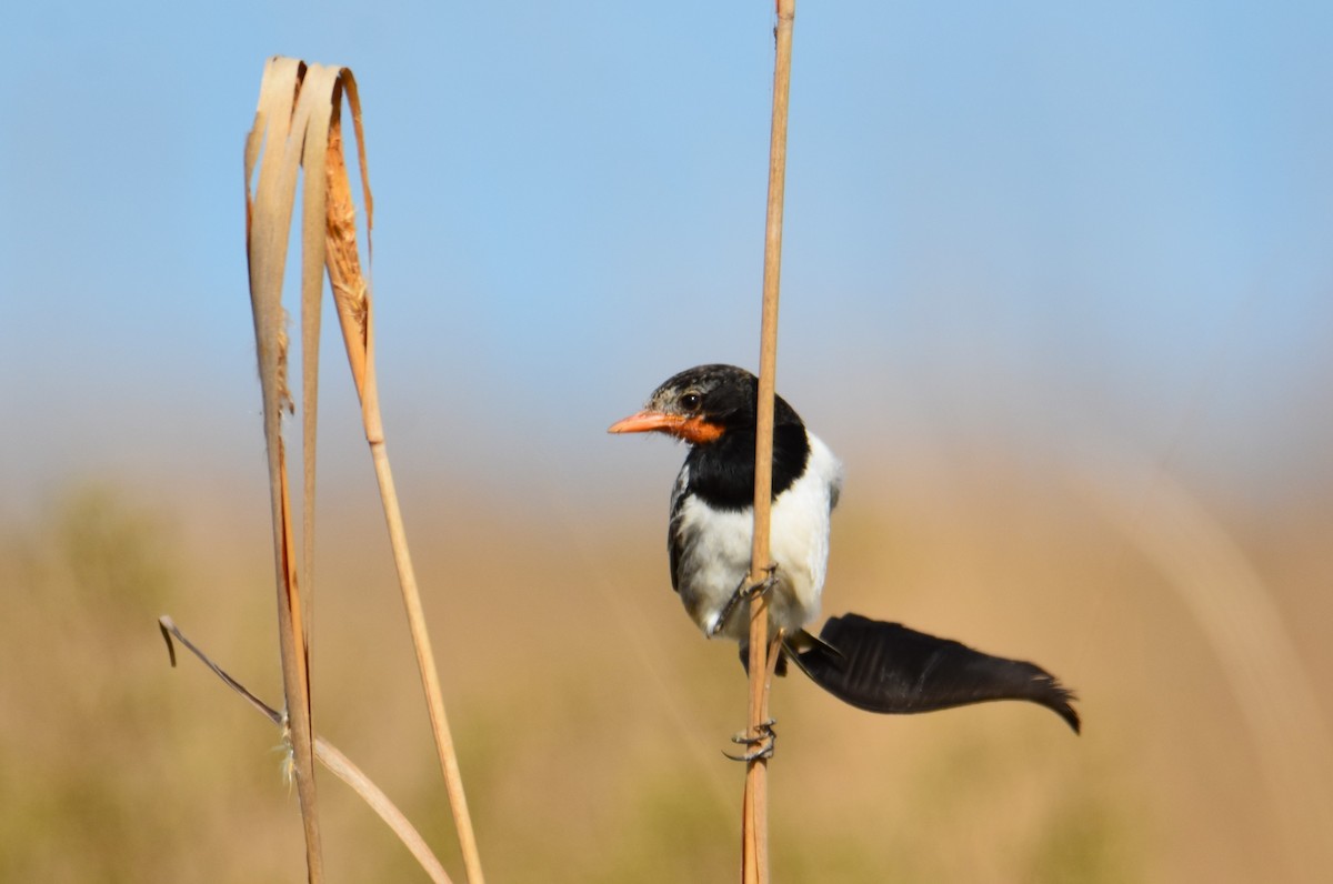 Strange-tailed Tyrant - ML623497416