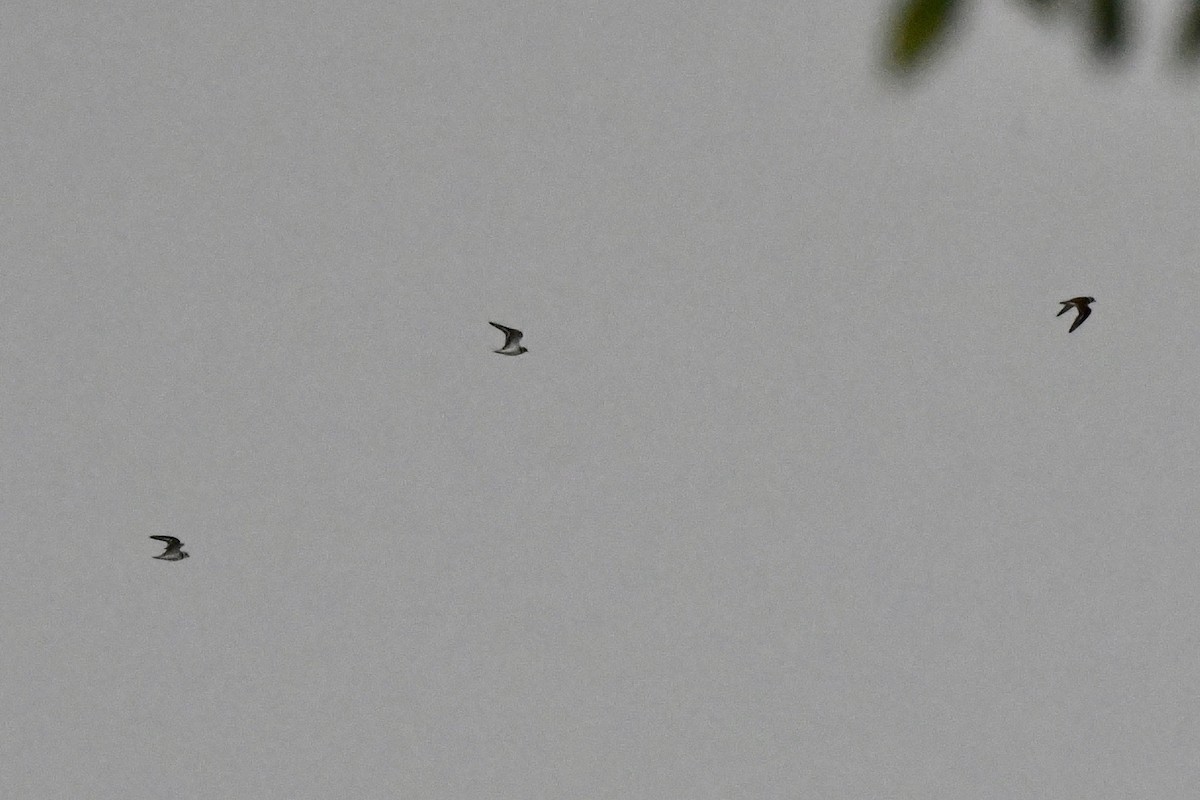 Semipalmated Plover - ML623497462