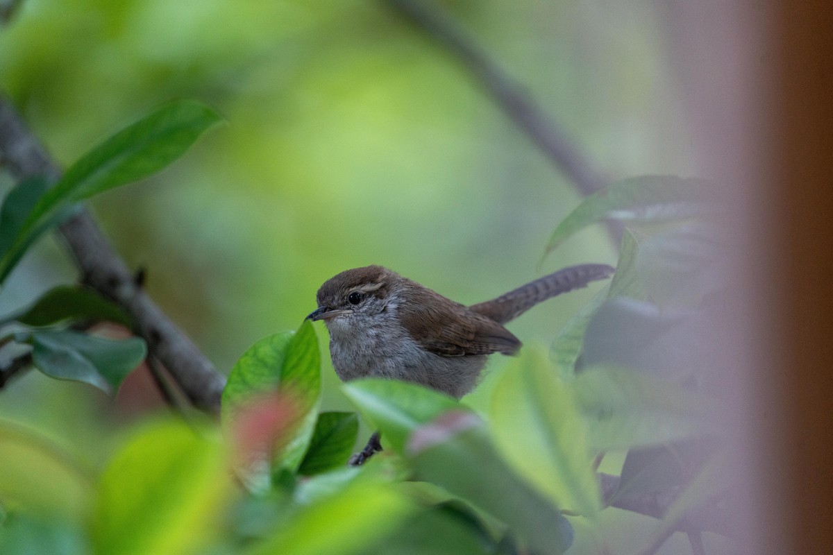 Bewick's Wren - Anonymous