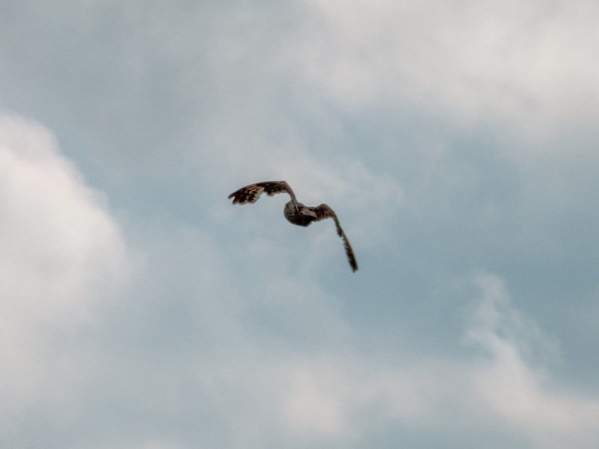 Short-eared Owl (Northern) - ML623497497