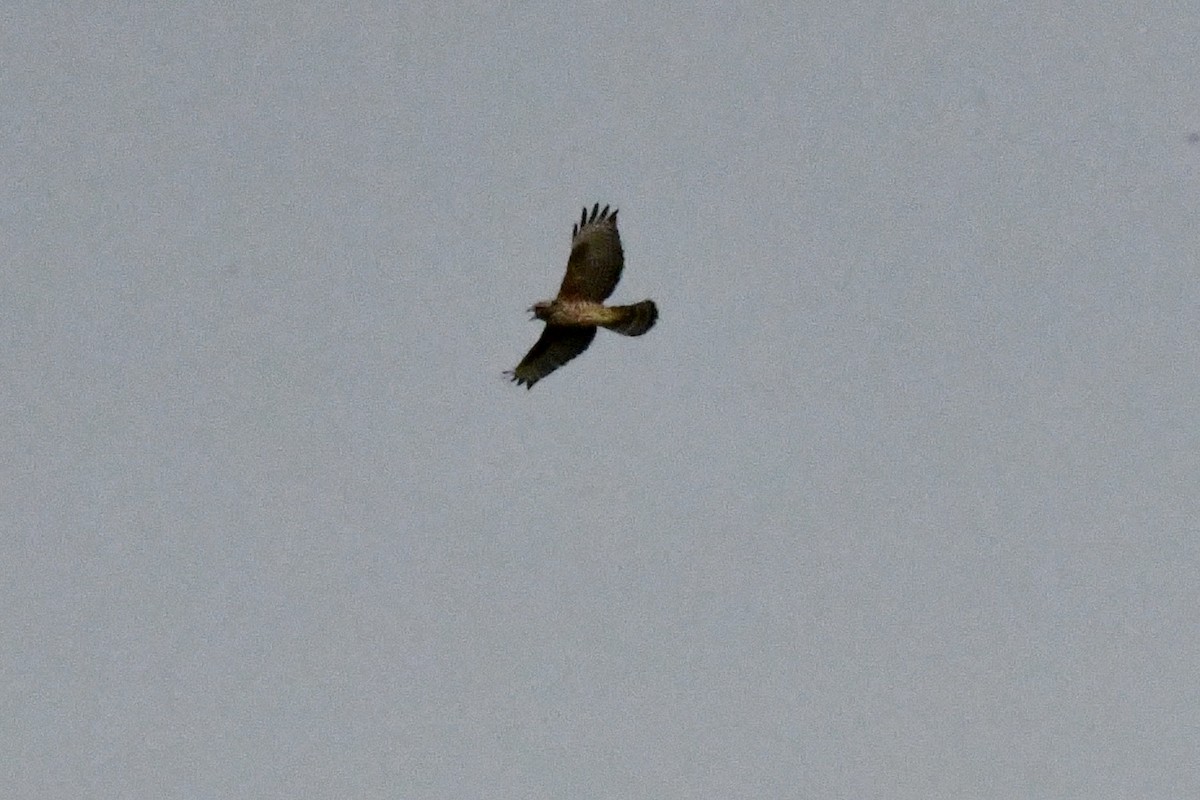 Red-shouldered Hawk - ML623497522