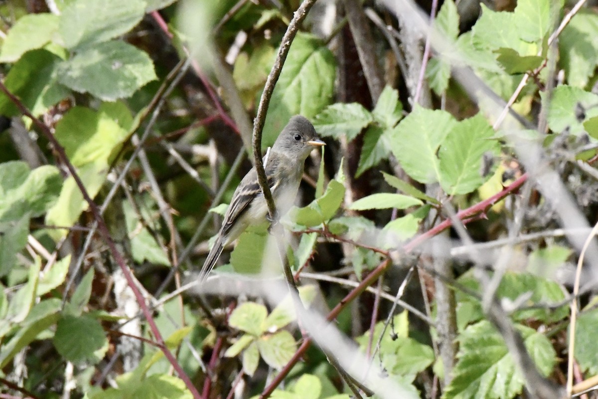 Willow Flycatcher - ML623497529