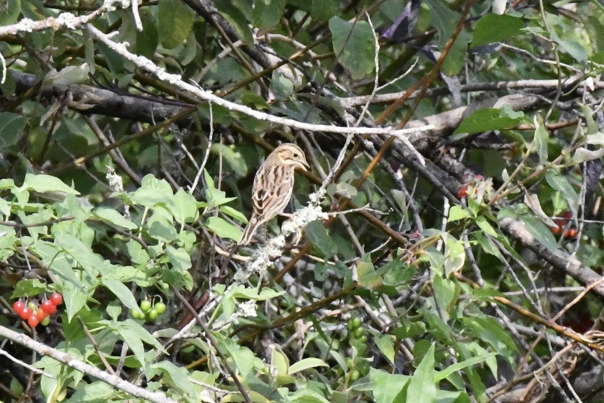 Savannah Sparrow - ML623497533