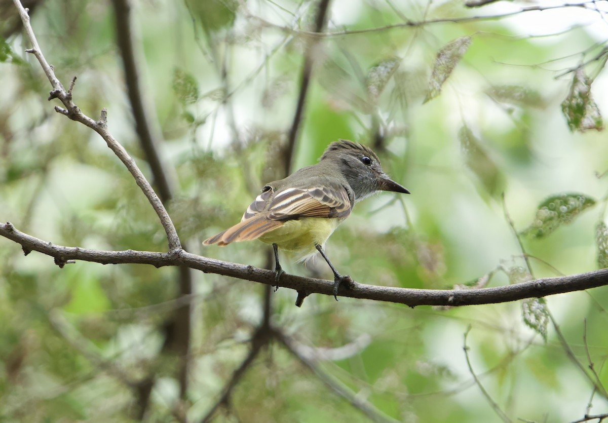 Great Crested Flycatcher - ML623497536