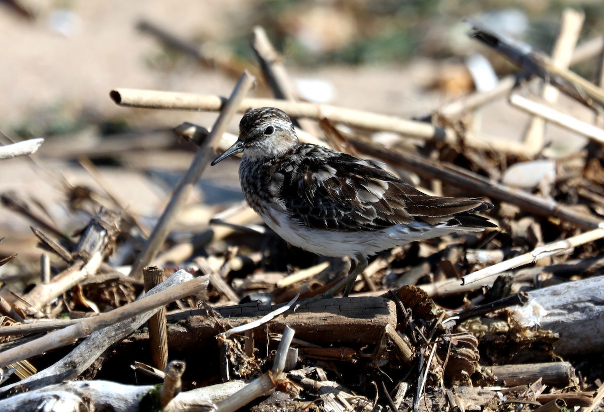 pygmésnipe - ML623497541